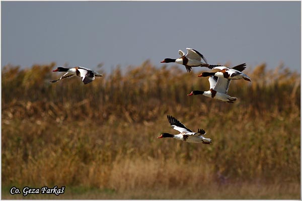 604_common_shelduck.jpg - Common Shelduck, Tadorna tadorna, Utva, Mesto - Location: Rusanda, Srbija