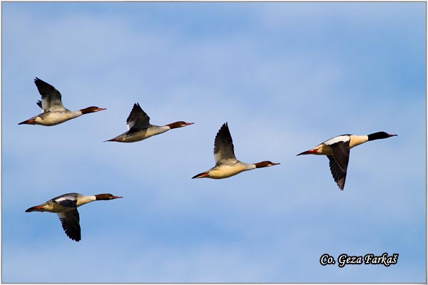 620_goosanders.jpg - Goosanders, Mergus merganser,  Veliki ronac, Location-Mesto: Novi Sad, Serbia.