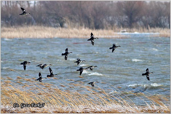 630_smew.jpg - Smew, Mergus albellus, Mali ronac, Mesto - Location: Labudovo okno, Danube river, Serbia