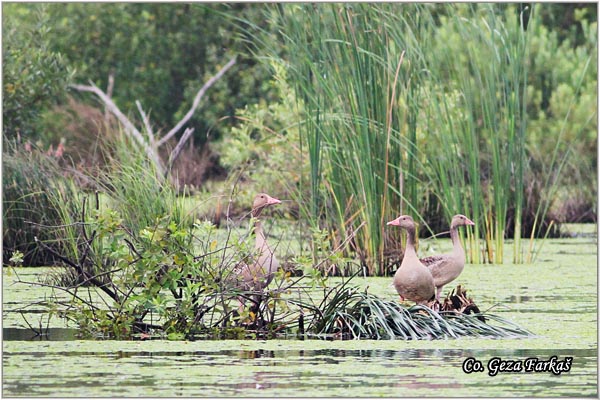 650_greylag_goose.jpg - Greylag Goose , Anser anser, Divlja guska Location - mesto, Backi Monotor, Serbia