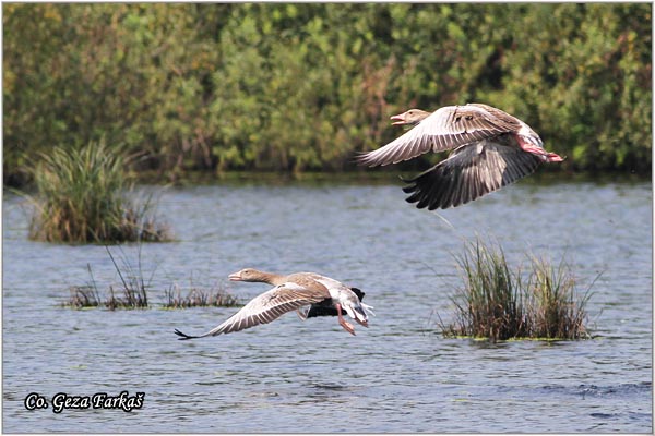 651_greylag_goose.jpg - Greylag Goose , Anser anser, Divlja guska Location - mesto, Backi Monotor, Serbia