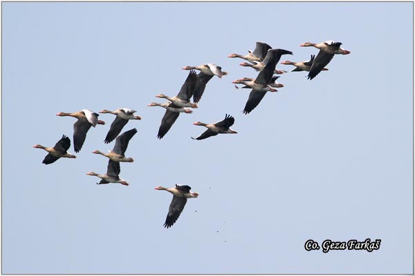 652_greylag_goose.jpg - Greylag Goose , Anser anser, Divlja guska Location - mesto, BaÄki MonoÅ¡tor, Serbia