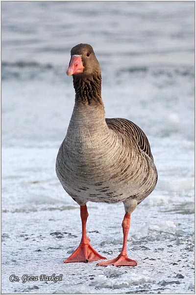 653_greylag_goose.jpg - Greylag Goose , Anser anser, Divlja guska, Mesto - Location: Novi Sad, Serbia