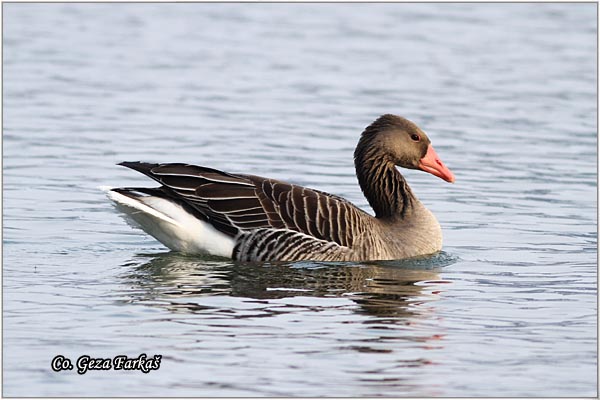 654_greylag_goose.jpg - Greylag Goose , Anser anser, Divlja guska, Mesto - Location: Novi Sad, Serbia