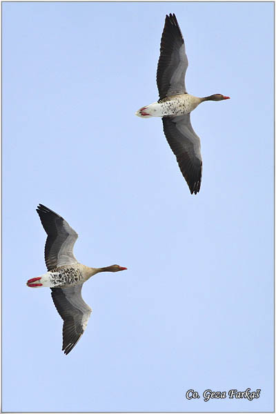 655_greylag_goose.jpg - Greylag Goose , Anser anser, Divlja guska Location - mesto, Labudovo okno Danube river, Serbia