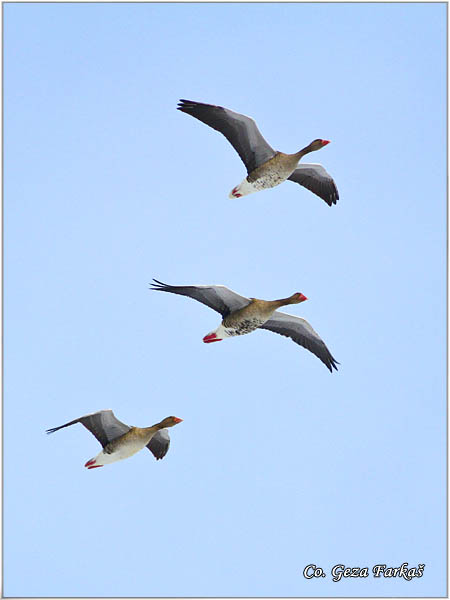 656_greylag_goose.jpg - Greylag Goose , Anser anser, Divlja guska Location - mesto, Labudovo okno Danube river, Serbia