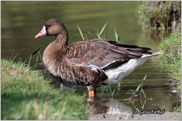 700_greather_white-fronted_goose.jpg - Greather White-fronted goose, Anser albifrans, Lisasta guska, Mesto - Location, Gornje podunavlje, Serbia