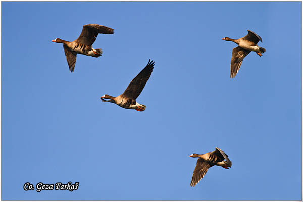 701_greather_white-fronted_goose.jpg - Greather White-fronted goose, Anser albifrans, Lisasta guska, Mesto - Location, Slano kopovo, Serbia