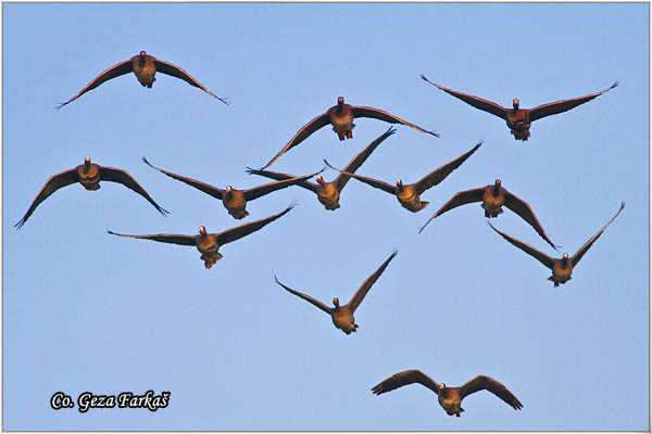 702_greather_white-fronted_goose.jpg - Greather White-fronted goose, Anser albifrans, Lisasta guska, Mesto - Location, Slano kopovo, Serbia