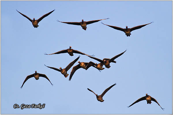 703_greather_white-fronted_goose.jpg - Greather White-fronted goose, Anser albifrans, Lisasta guska, Mesto - Location, Slano kopovo, Serbia