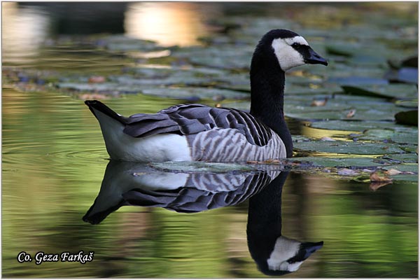 751_barnacle_goose.jpg - Barnacle Goose, Branta leucopsis, Belolika guska, Mesto - Location: Sao Miguel, Azores