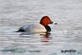 002_common_pochard