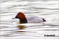 003_common_pochard