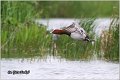 004_common_pochard