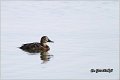 005_common_pochard