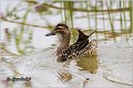 050_garganey