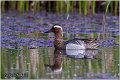 052_garganey