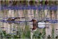 053_garganey