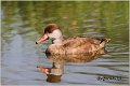 100_red-crested_pochard