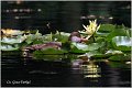 102_red-crested_pochard