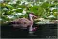 103_red-crested_pochard