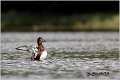 150_ferruginous_duck