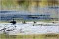 152_ferruginous_duck