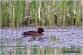 154_ferruginous_duck