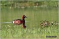 155_ferruginous_duck