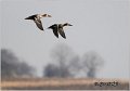 200_northern_shoveler