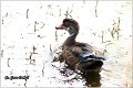 400_wood_duck