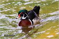 401_wood_duck