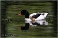 601_common_shelduck