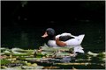 602_common_shelduck