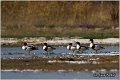 603_common_shelduck