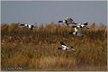 604_common_shelduck