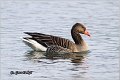 654_greylag_goose