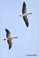 655_greylag_goose