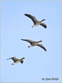 656_greylag_goose