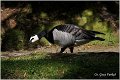 750_barnacle_goose