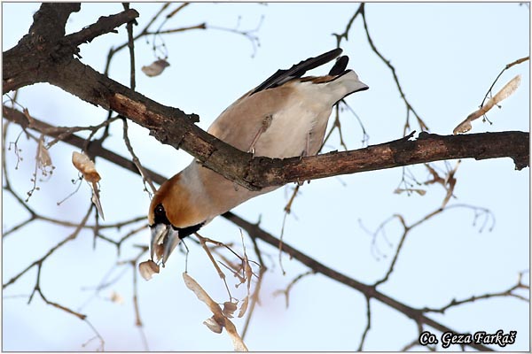 01_hawfinch.jpg - Hawfinch, Coccothraustes coccothraustes, Batokljun, Mesto-Location: Novi Sad, Serbia