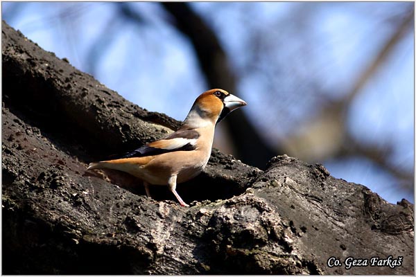 02_hawfinch.jpg - Hawfinch, Coccothraustes coccothraustes, Batokljun, Mesto-Location: Novi Sad, Serbia