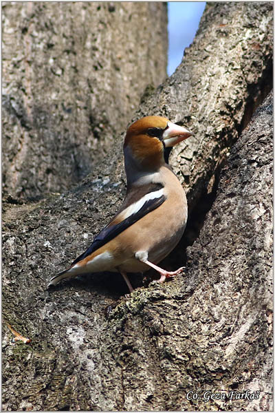 03_hawfinch.jpg - Hawfinch, Coccothraustes coccothraustes, Batokljun, Mesto-Location: Novi Sad, Serbia