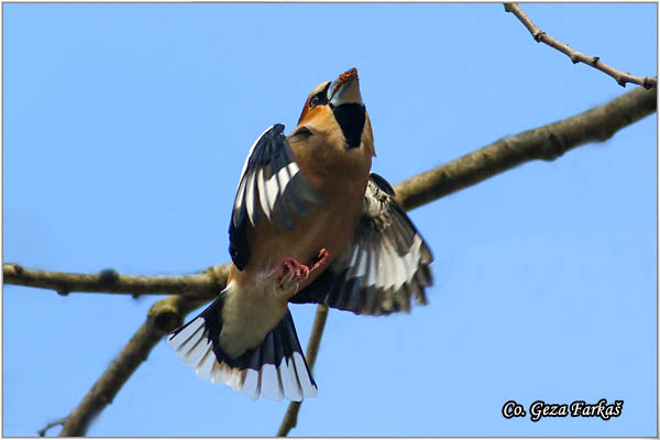 04_hawfinch.jpg - Hawfinch, Coccothraustes coccothraustes, Batokljun, Mesto-Location: Novi Sad, Serbia