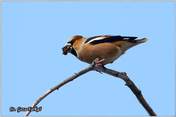 05_hawfinch.jpg - Hawfinch, Coccothraustes coccothraustes, Batokljun, Mesto-Location: Novi Sad, Serbia