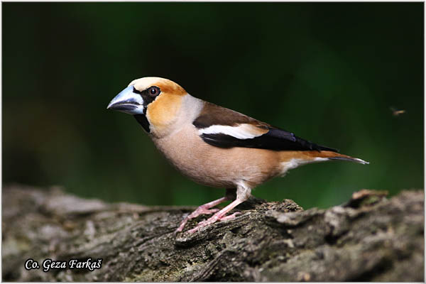 06_hawfinch.jpg - Hawfinch, Coccothraustes coccothraustes, Batokljun, Mesto-Location: Suboticka uma, Serbia