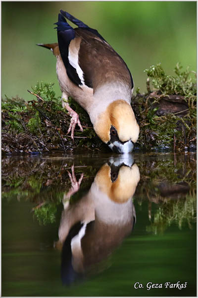 07_hawfinch.jpg - Hawfinch, Coccothraustes coccothraustes, Batokljun, Mesto-Location: Suboticka uma, Serbia