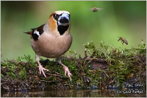 08_hawfinch.jpg - Hawfinch, Coccothraustes coccothraustes, Batokljun, Mesto-Location: Suboticka uma, Serbia