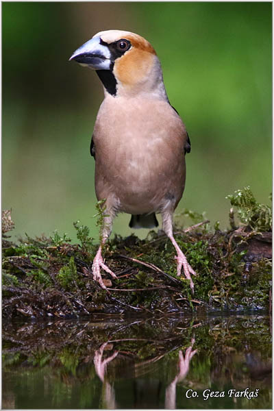 09_hawfinch.jpg - Hawfinch, Coccothraustes coccothraustes, Batokljun, Mesto-Location: Suboticka uma, Serbia