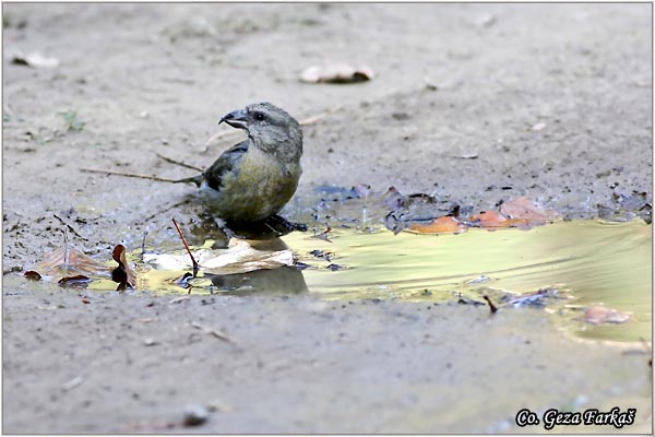 10_crossbill.jpg - Crossbill, Loxia curvirostra, Krstokljun, Mesto-Location: Fruka Gora, Serbia